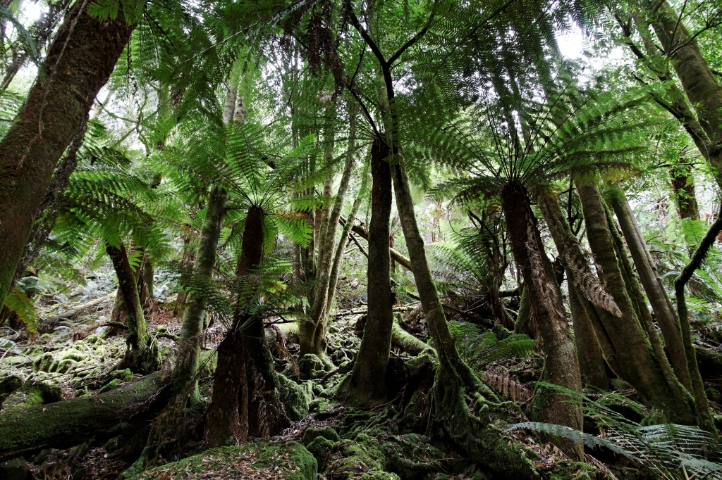 17 - Mt Field NP (2).jpg